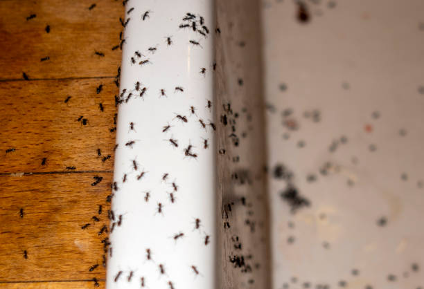 Wasp Removal Services in Edgerton, OH